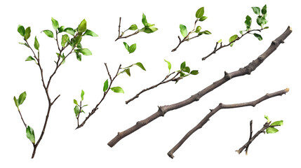 Fresh Green Spring Branches Isolated on White background