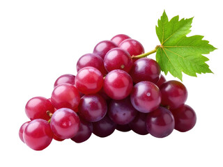 Fototapeta premium A cluster of ripe grapes on a vine