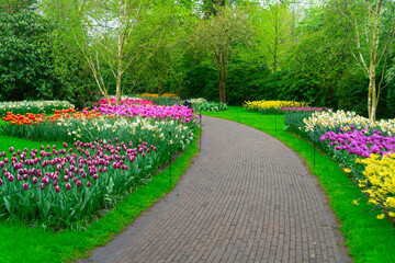 The path through a vibrant tulip garden in full bloom during the delightful spring season is breathtaking