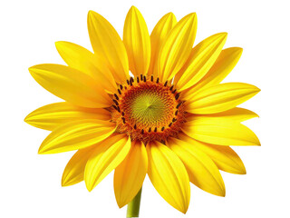 Naklejka premium A single bright yellow flower with a green center on a clean white background