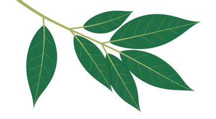 Fototapeta premium Green leaves on a branch plant nature leafy isolated on a transparent background