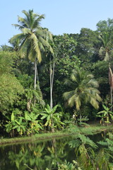 Obraz premium A Tropical Landscape of Tall Coconut Palm Trees Surrounded by Dense Green Foliage. Lush Green Trees and Towering Coconut Palms in a Vibrant Natural Setting. Scenic View of Tall Coconut Trees