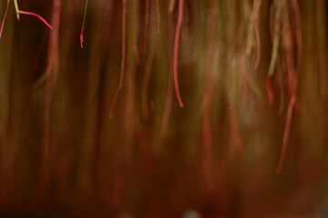 Abstract Texture of Banyan Tree Roots