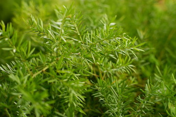Close-Up of Green Needle-Like Herb Leaves