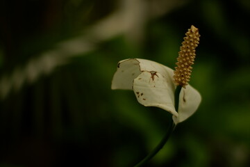 White Spathe and Spadix of Spathiphyllum