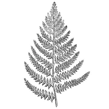 Fern leaf hand drawn on a white background. Botanical vintage vector illustration. Black and white. Engraving style. For design and printing