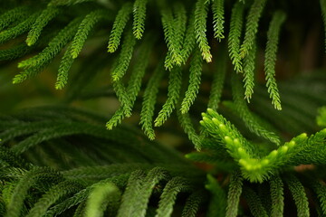 View of Spiral Pine Leaf Pattern
