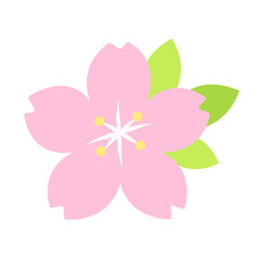 Fototapeta premium cherry blossom