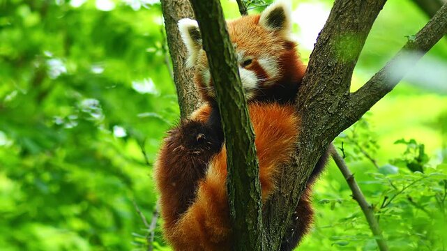 Red Panda (Ailurus fulgens) Halle Saale &ndash; Saxony-Anhalt &ndash; Germany