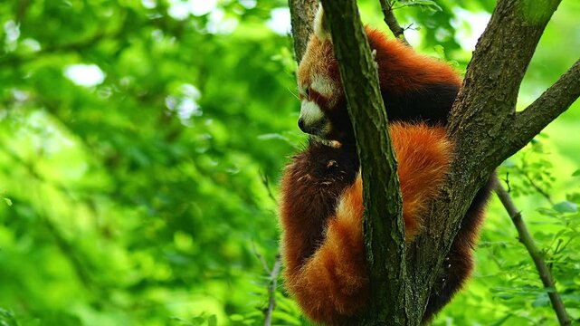 Red Panda (Ailurus fulgens) Halle Saale &ndash; Saxony-Anhalt &ndash; Germany