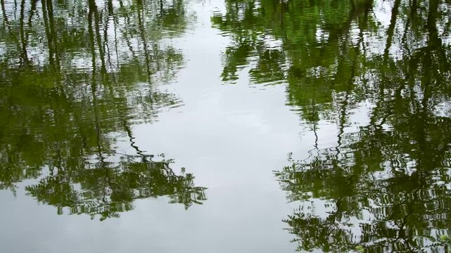 Calm green water surface of a swamp with abstract tree reflections. Rippling texture of a tropical wetland river in Southeast Asia. Nature background.