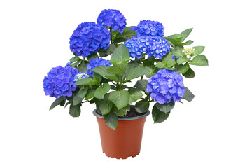Hydrangea macrophylla bush with intense blue flowers in pot. Garden center plant. Bigleaf hydrangea...
