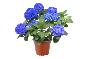 Hydrangea macrophylla bush with intense blue flowers in pot. Garden center plant. Bigleaf hydrangea ready-to-plant isolated transparent png