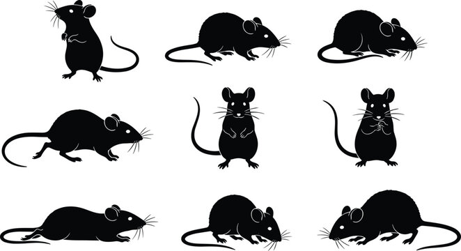 Cute mouse and rat silhouette collection showing different poses, black animal vector illustrations, small rodent characters for design and branding use