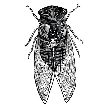 Cicadidae cicada insect animal sketch engraving vector illustration. Black and white hand drawing. For print design