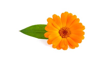 Single Orange Calendula Flower with Green Leaf Isolated on White Background.