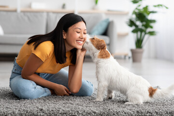 Fluffy dog jack russel terrier kissing its owner young asian woman, happy millennial korean lady...