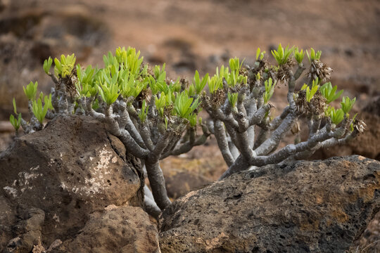 Kleinia neriifolia, succulent plant endemic to the CanaryIslands.