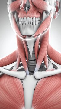 Radiology Inspired Transparent Anatomy Animation of the Neck and Upper Chest with Visible Muscles and Skeletal