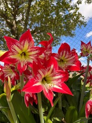 red and white flowers