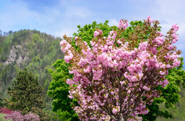 Obraz premium A view of pink cherry blossoms