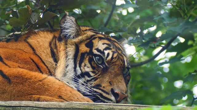 Sumatran Tiger (Panthera tigris sumatrae) Resting in Savanna