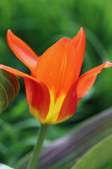 Naklejka premium Bild 12