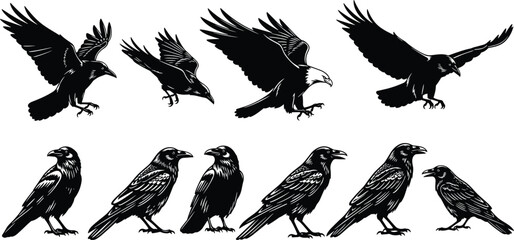 Obraz premium Crow raven silhouettes collection flying perched birds isolated black vector wildlife nature illustration set