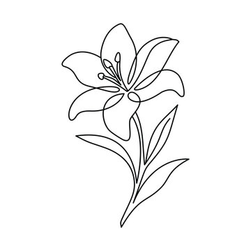 Minimalist Lily Flower Line Art Illustration