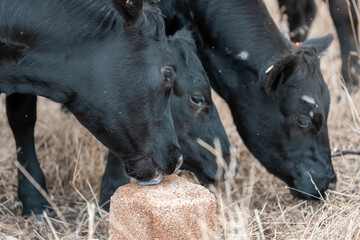 Australian wagyu cows grazing in a field on pasture. close up of a black angus cow eating grass in a paddock in springtime in australia on a ranch