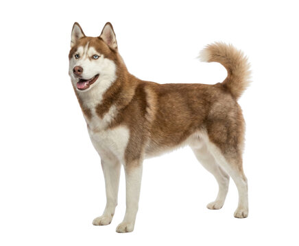 Red and white Siberian husky dog standing, full body side view, Isolated on transparent background, png