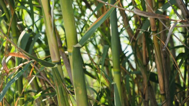 Giant cane growing in a swamp. Long leaves of canes in the swamp. Arundo donax. High quality 4k footage