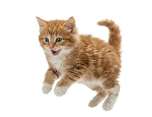 Obraz premium Playful ginger tabby kitten jumping with open mouth, fluffy fur and raised tail, pet cutout for design, Isolated on transparent background, png