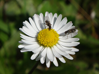 Obraz premium Two female hunter flies (Coenosia sp.) on a white daisy