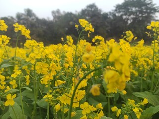 Obraz premium sunrise mustard field Vast Yellow Mustard Flower Field in Bangladesh
