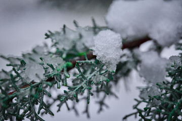 Frozen Cedar Branch with Snow and Ice Droplets