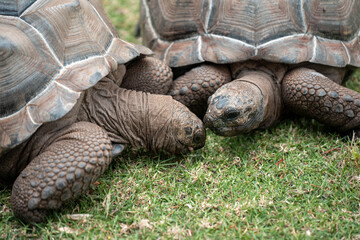 old giant tortoise eating grass