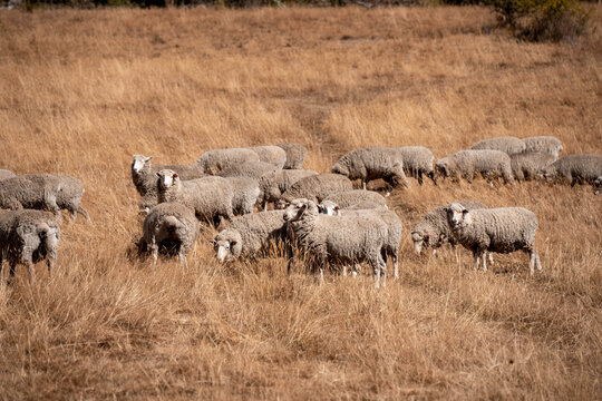 Merino sheep, grazing and eating grass in New zealand