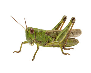 Green grasshopper insect side view macro cutout, Isolated on transparent background, png