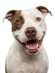 Fototapeta premium Happy Brown and White Pit Bull Dog Smiling Headshot
