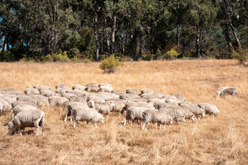 Merino sheep, grazing and eating grass in New zealand