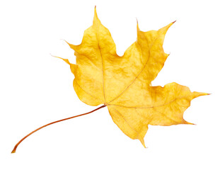 autumn leaf isolated on white background. clipping path