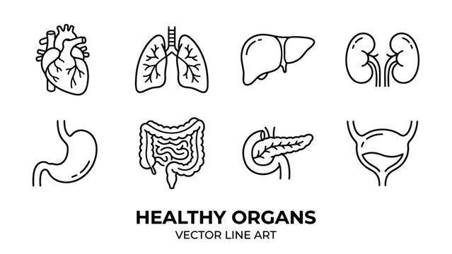 Human internal organs anatomy icon set. Minimalist line art. Heart lungs liver kidneys stomach intestines pancreas bladder. Medical biology body system. Health care outline graphic.
