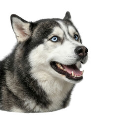 Close-up of a Siberian Husky Dog with Blue Eyes Looking Right on White Background