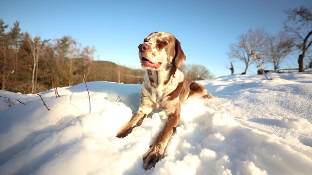 Leopard Labrador female lies relaxed in fresh snow, enjoying winter sunlight outdoors.