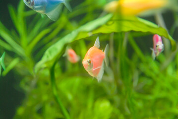 Obraz premium Colorful Tropical Fish Swimming Among Green Aquatic Plants in an Aquarium