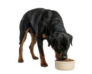 Fototapeta premium Black and Tan Rottweiler Dog Eating Dry Food from Beige Bowl on White Background