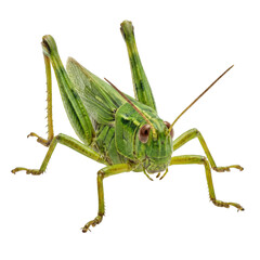 Fototapeta premium Green Grasshopper Insect Isolated on White Background