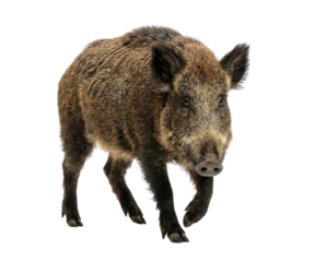 Wild Boar Walking Isolated on White Background