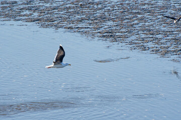 Seabirds in the C&ocirc;tes-d'Armor region of Brittany